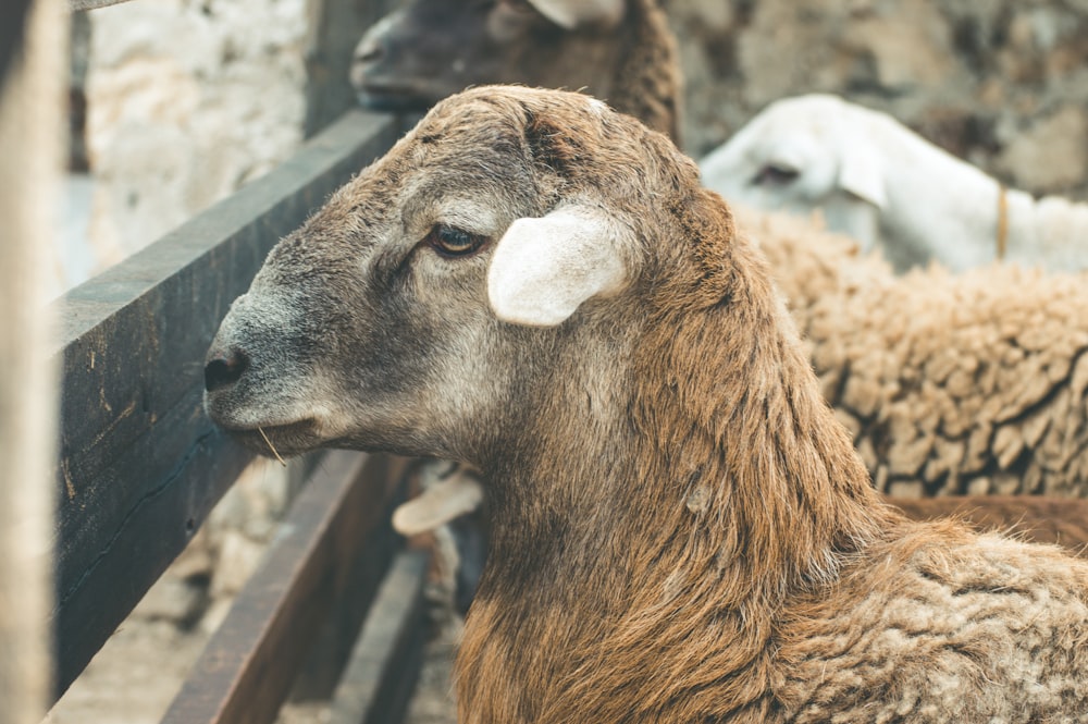 three brown goats