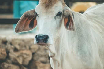 A close-up view of a white cow with large floppy ears, showcasing its gentle expression. The background is slightly blurred, suggesting an outdoor setting with natural colors.