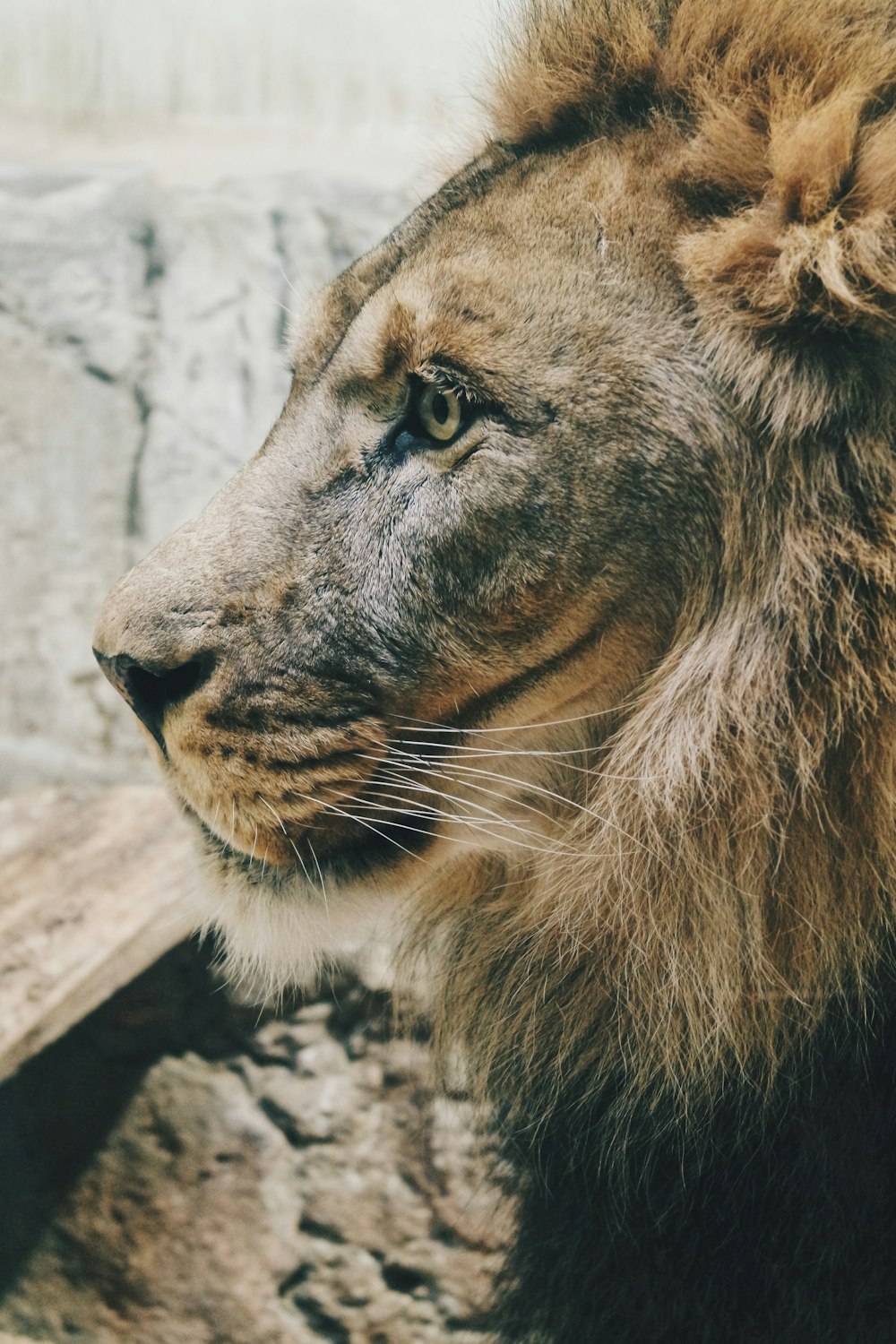 gray lion close up photo