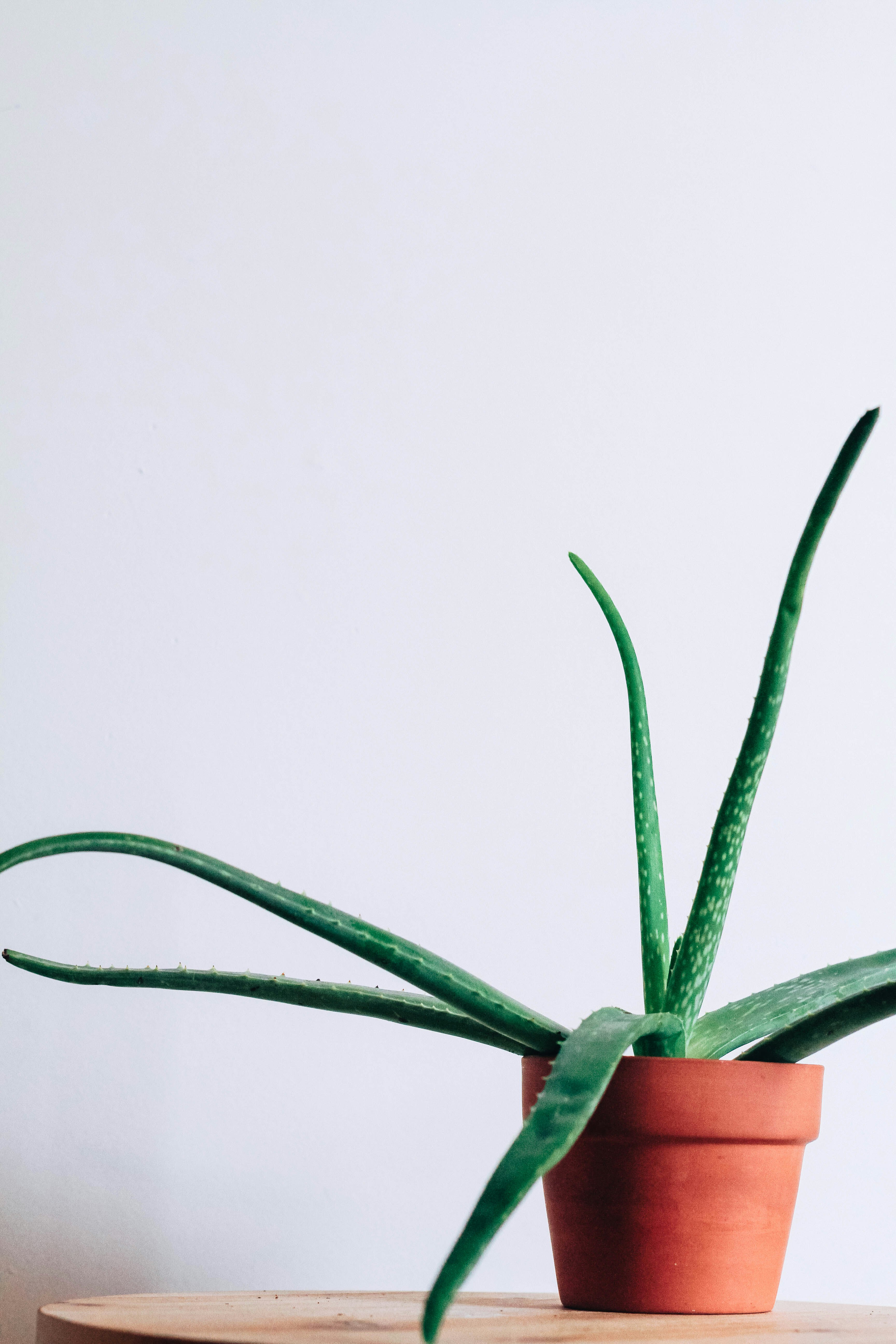 aloe vera in pot on table