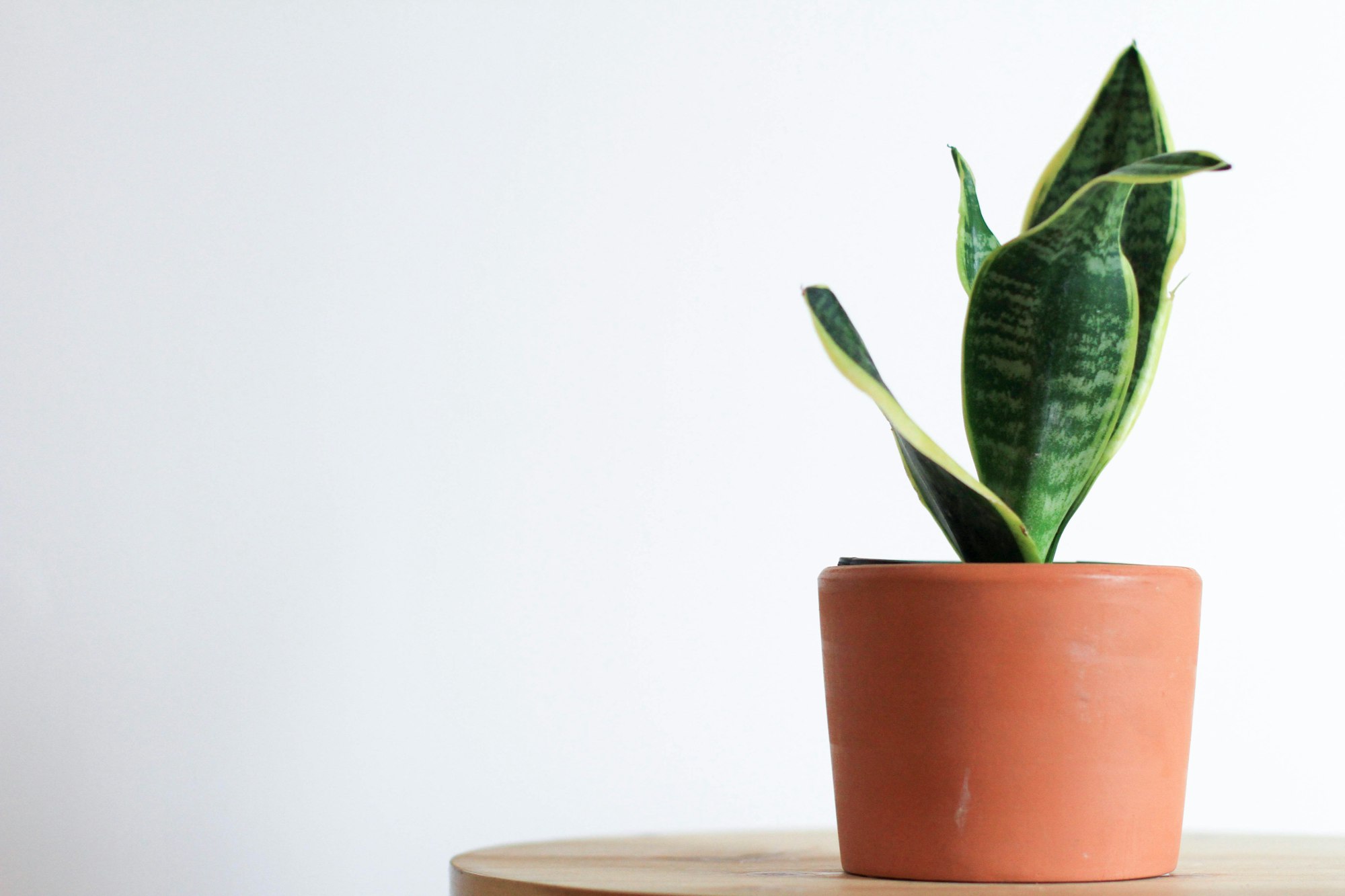 10 Best Indoor Plants for Your Home Office