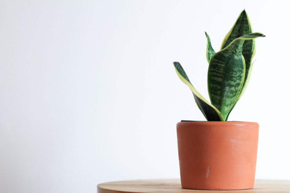 Planta de serpiente verde en la mesa