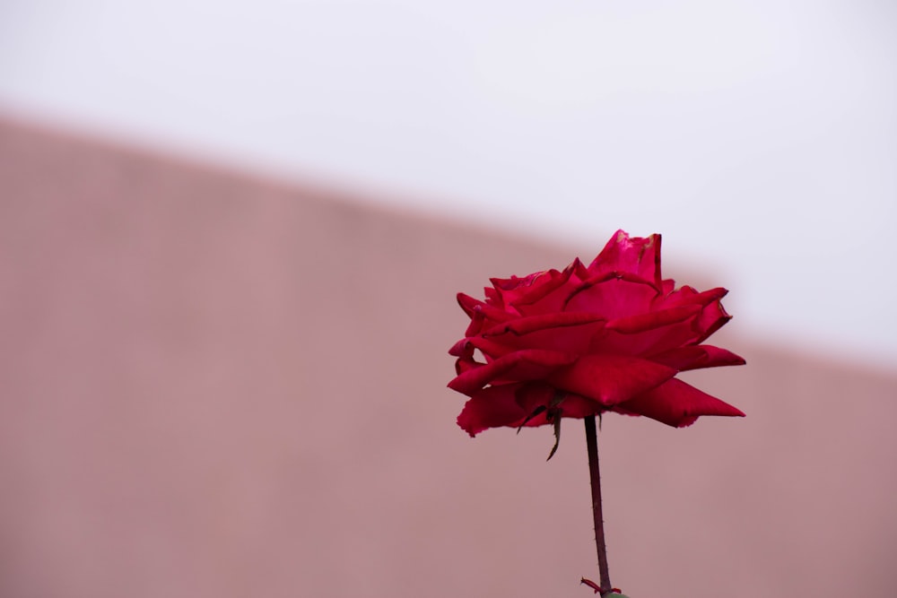 red rose flower