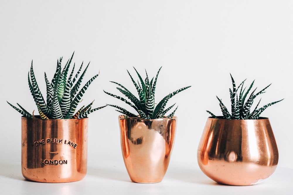 três vasos de ouro com plantas ao lado da parede