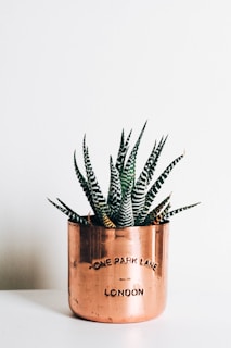 A copper-colored pot with the words 'ONE PARK LANE LONDON' engraved on it contains a green and white striped succulent plant. The pot sits on a smooth white surface against a plain white background, creating a minimalist aesthetic.
