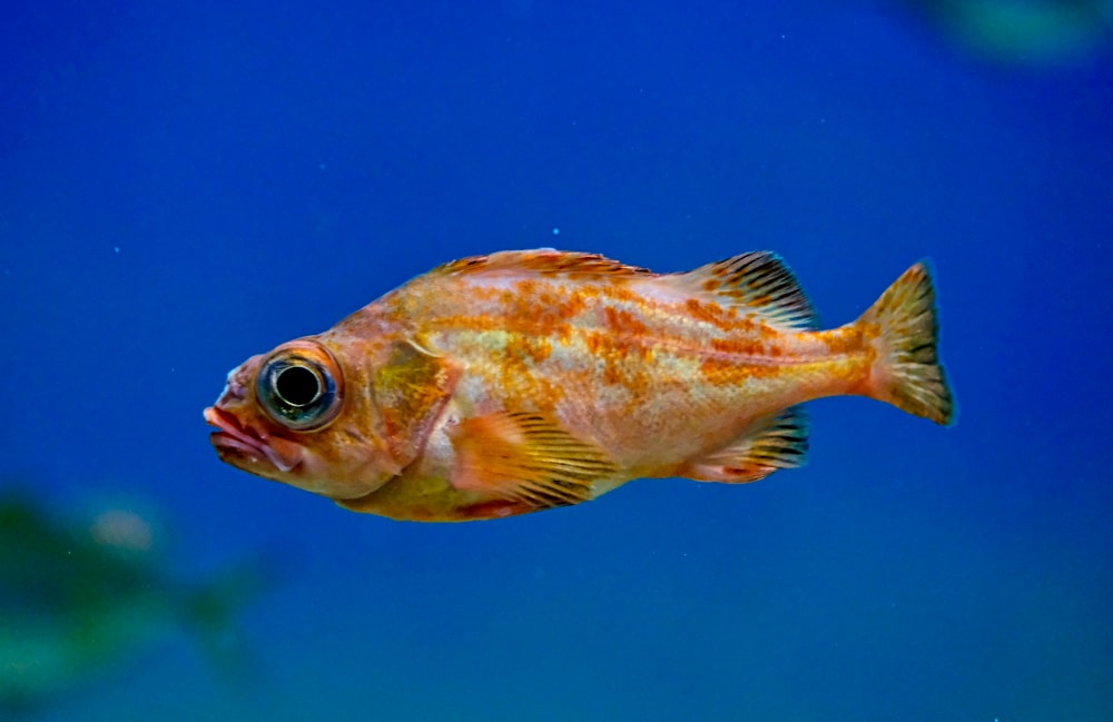 close-up photography of orange fish