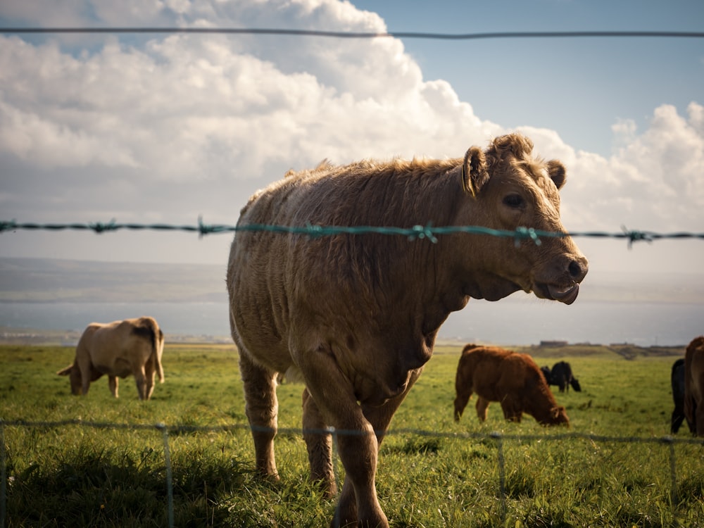 herd of cow on grass field during daytime