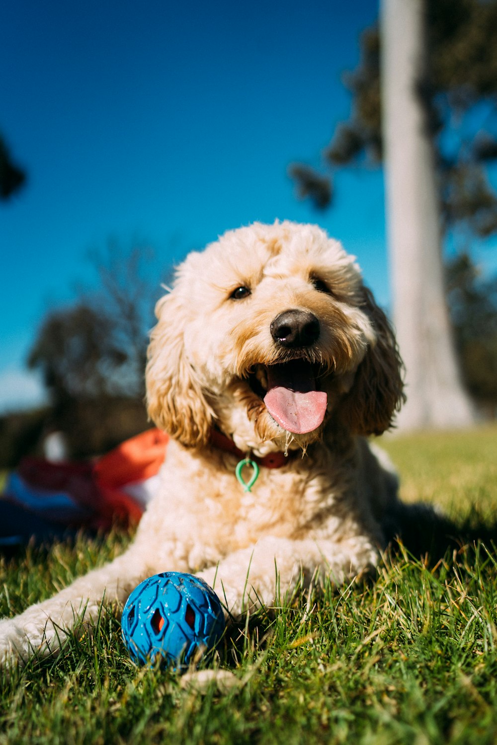 草の上に長い毛皮の白い犬