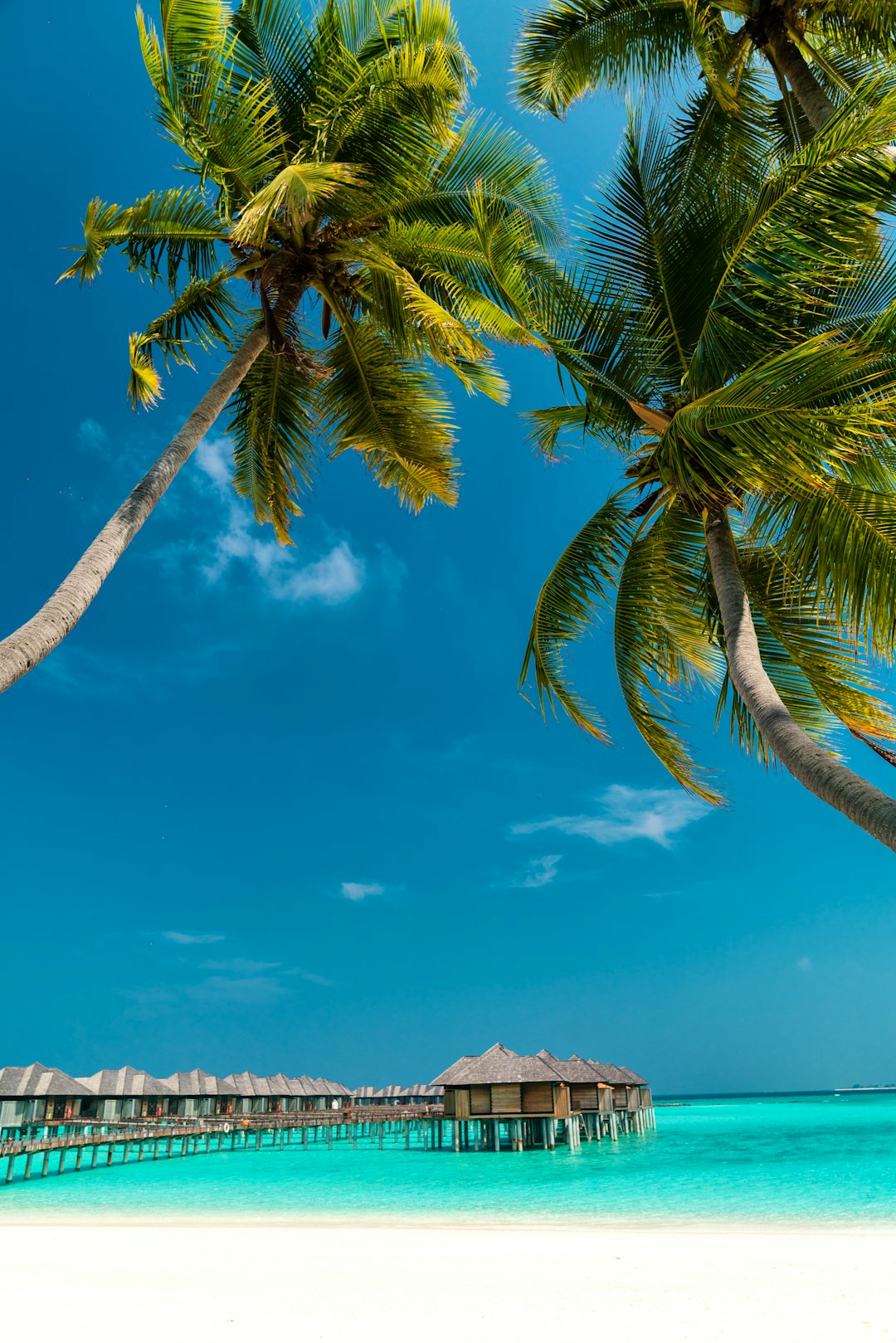 low angle photography of coconut trees on shore
