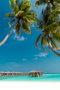 low angle photography of coconut trees on shore