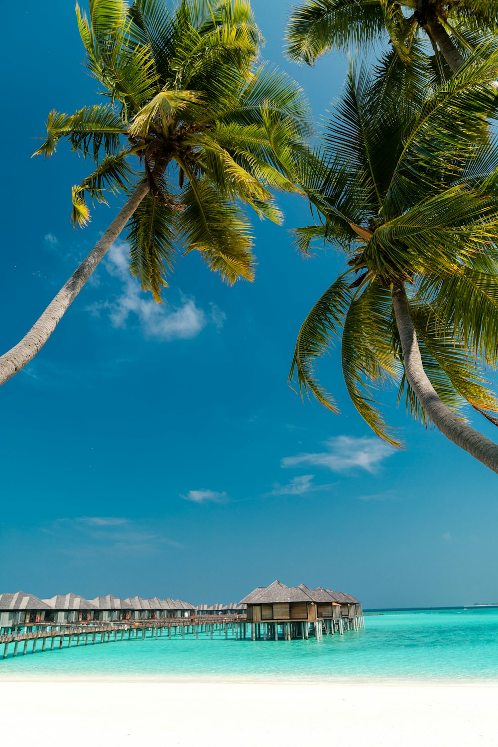 해안에 있는 코코넛 나무의 로우 앵글 사진