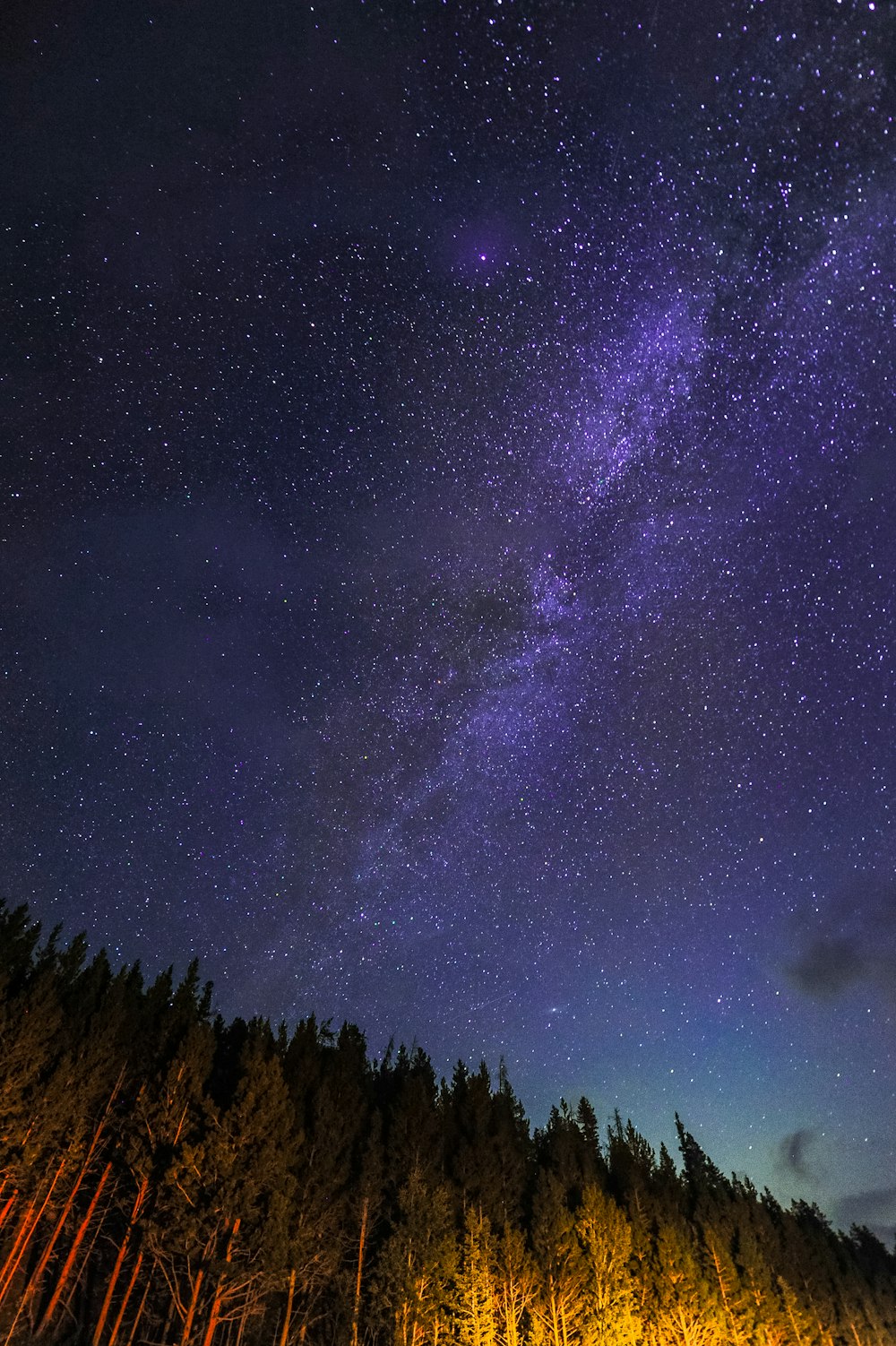 pinos durante la noche