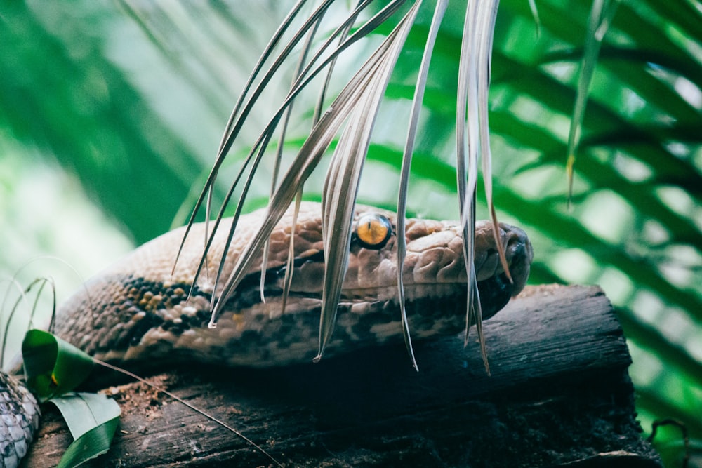 gray and black snake on brown wood