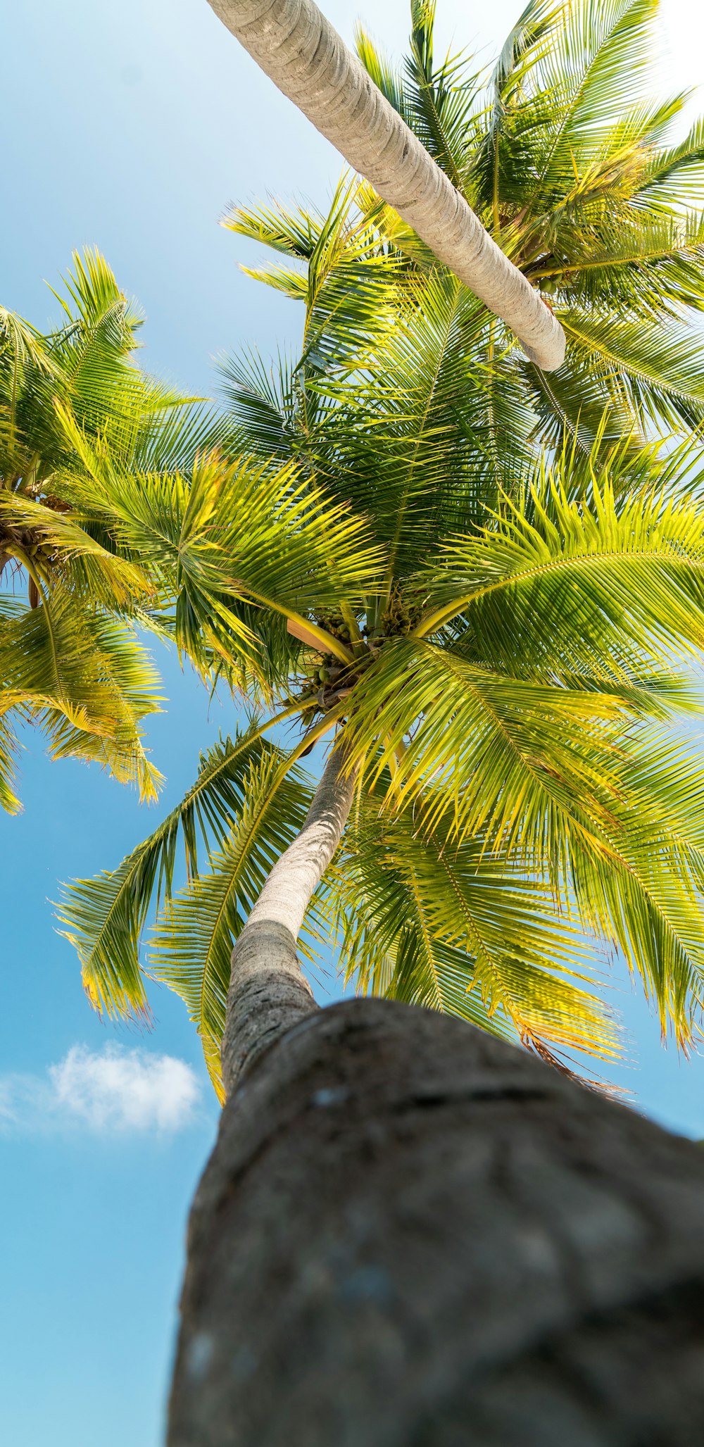 green coconut trees during daytime