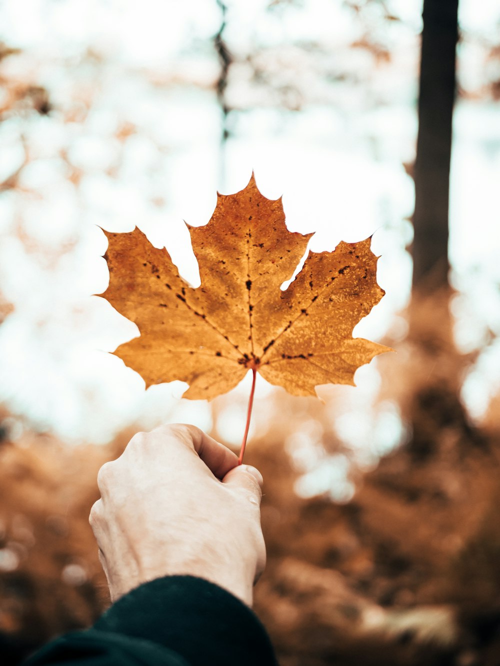 brown maple leaf close-up photo