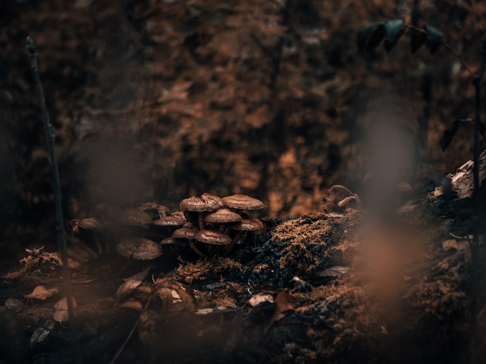 Aglomerado de cogumelos no tronco da árvore