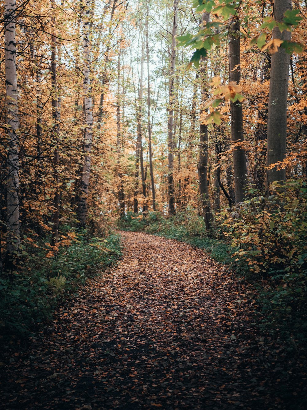 arbres verts et bruns