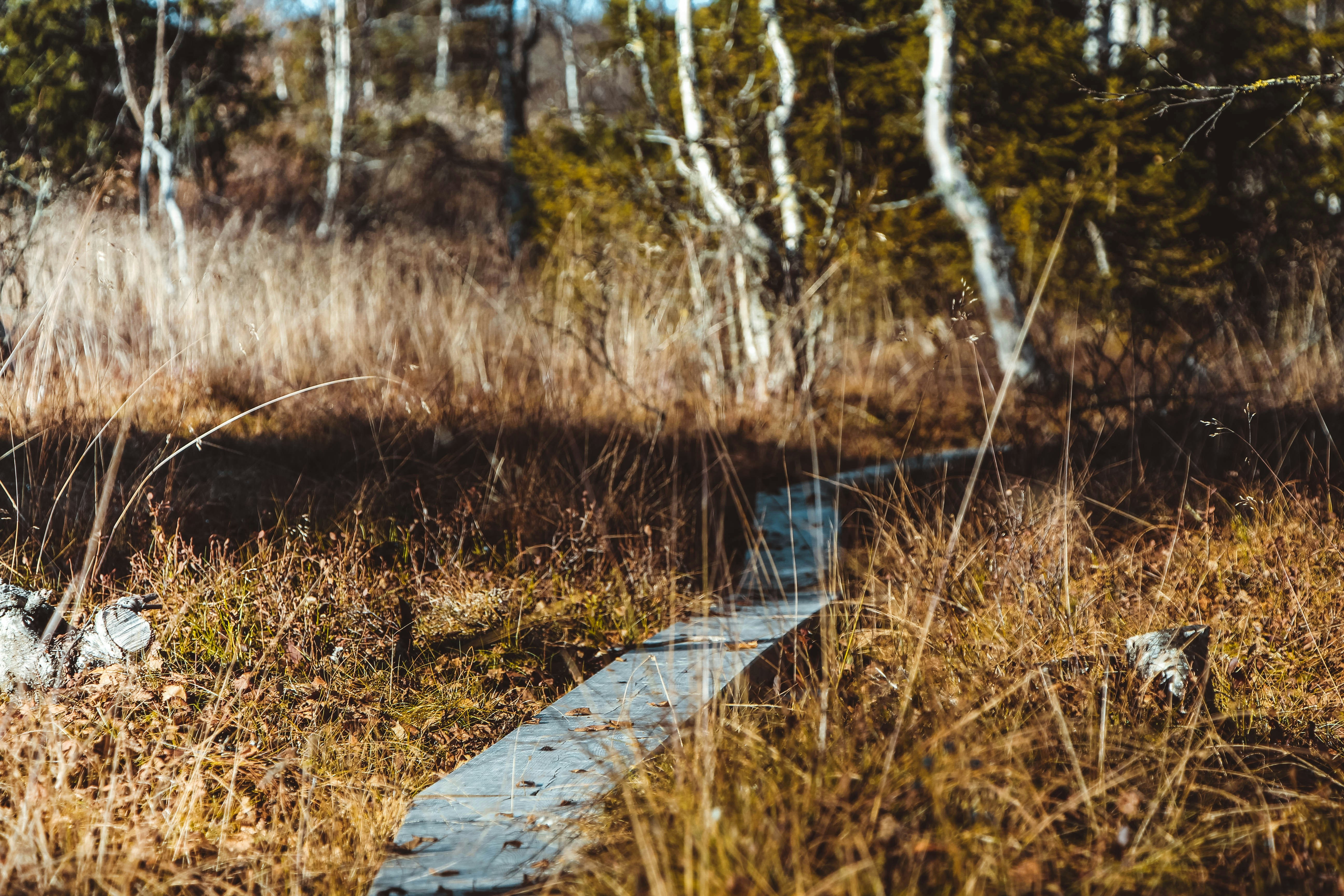 Photo by jyrkisorjonen