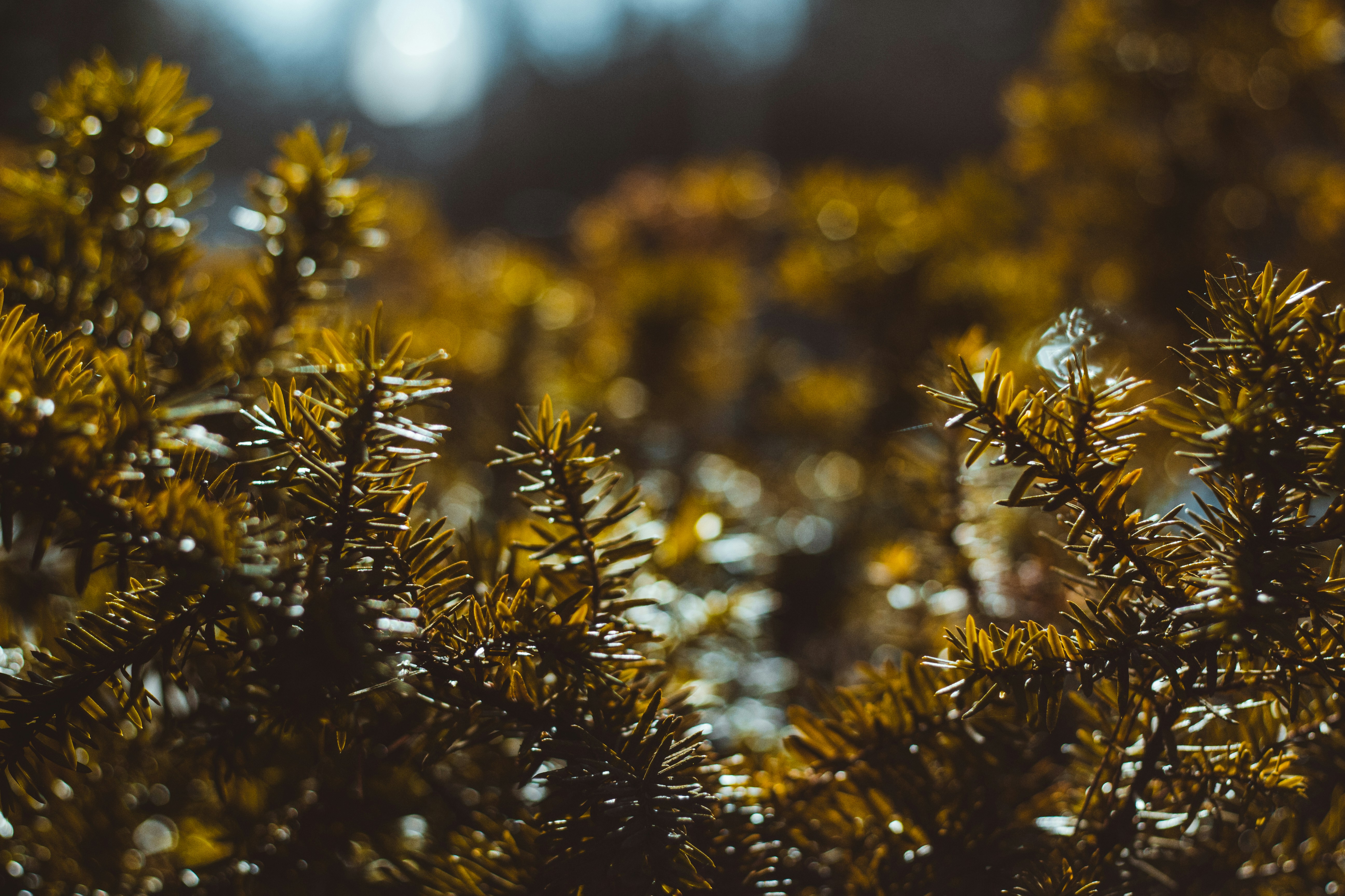 Photo by jyrkisorjonen