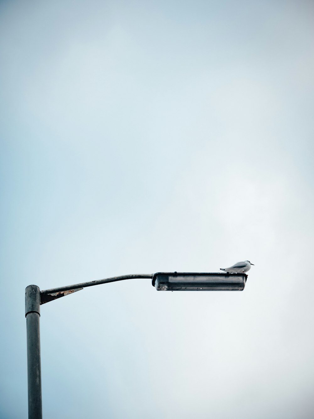 bird perched on streetlight during daytime