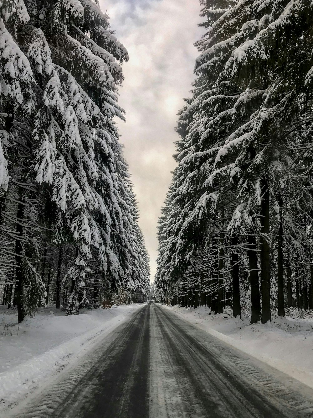 snow covered pine trees