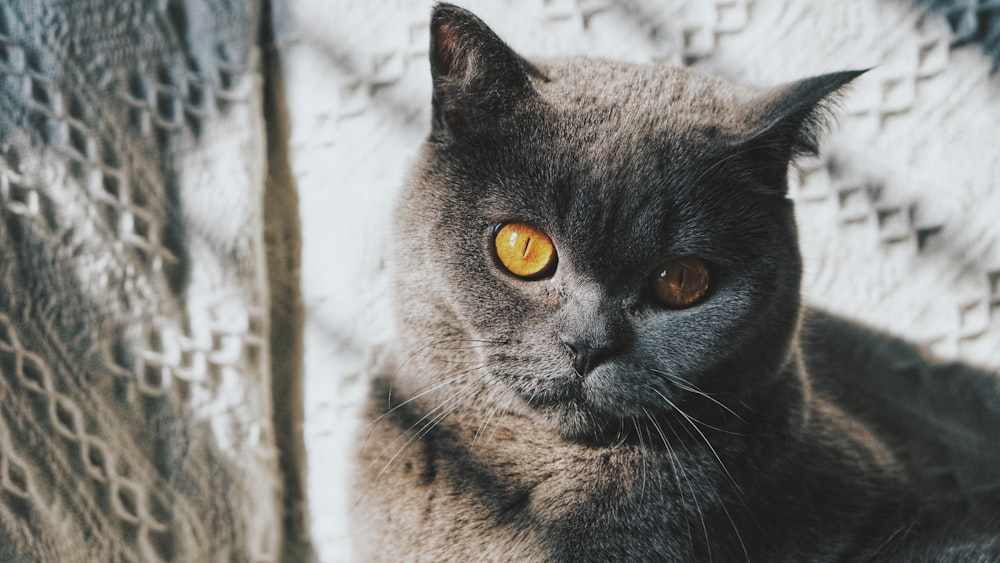 Russian blue