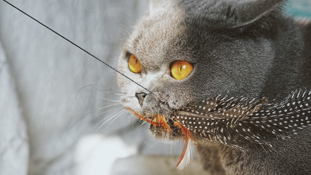 gray Persian cat biting a black and white feather