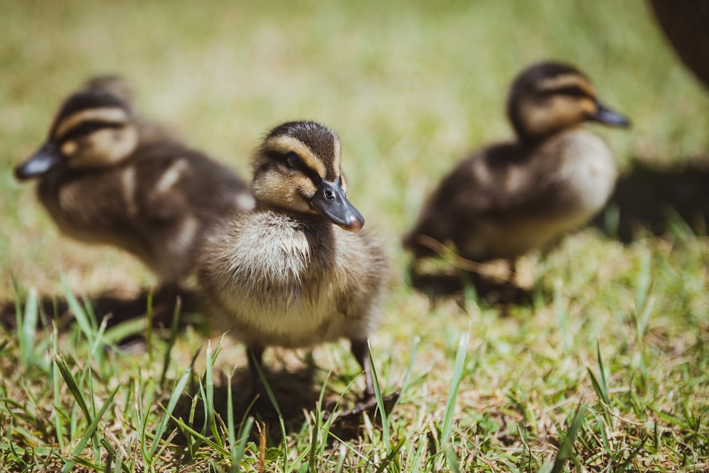 ducklings on green grass covered ground