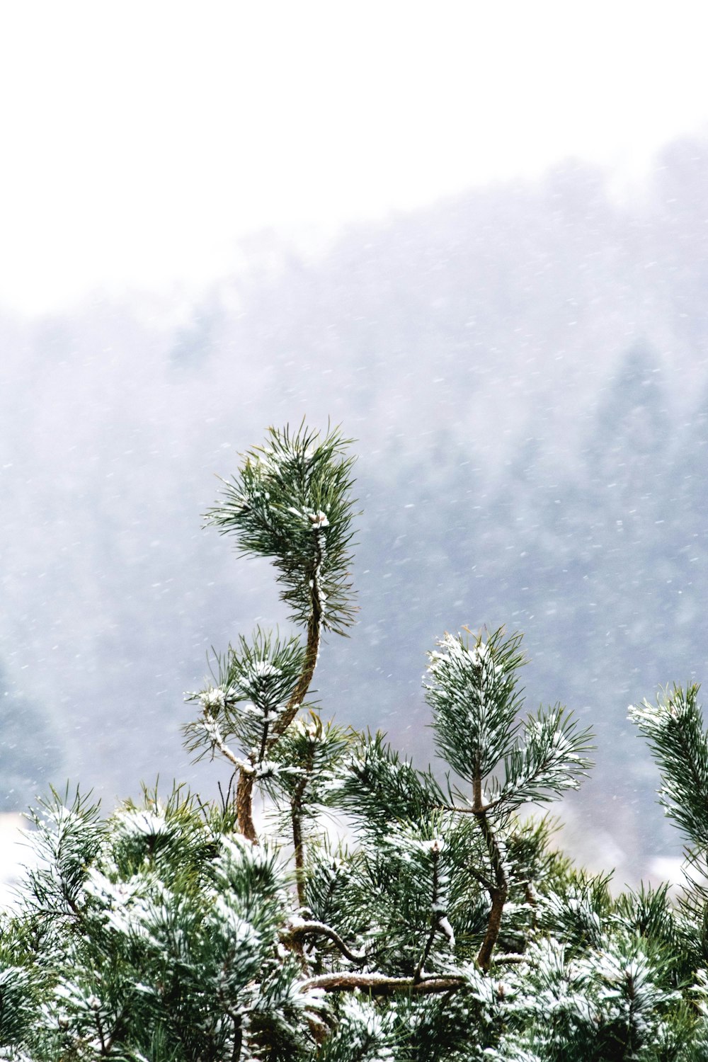 snow covered green leaf tree