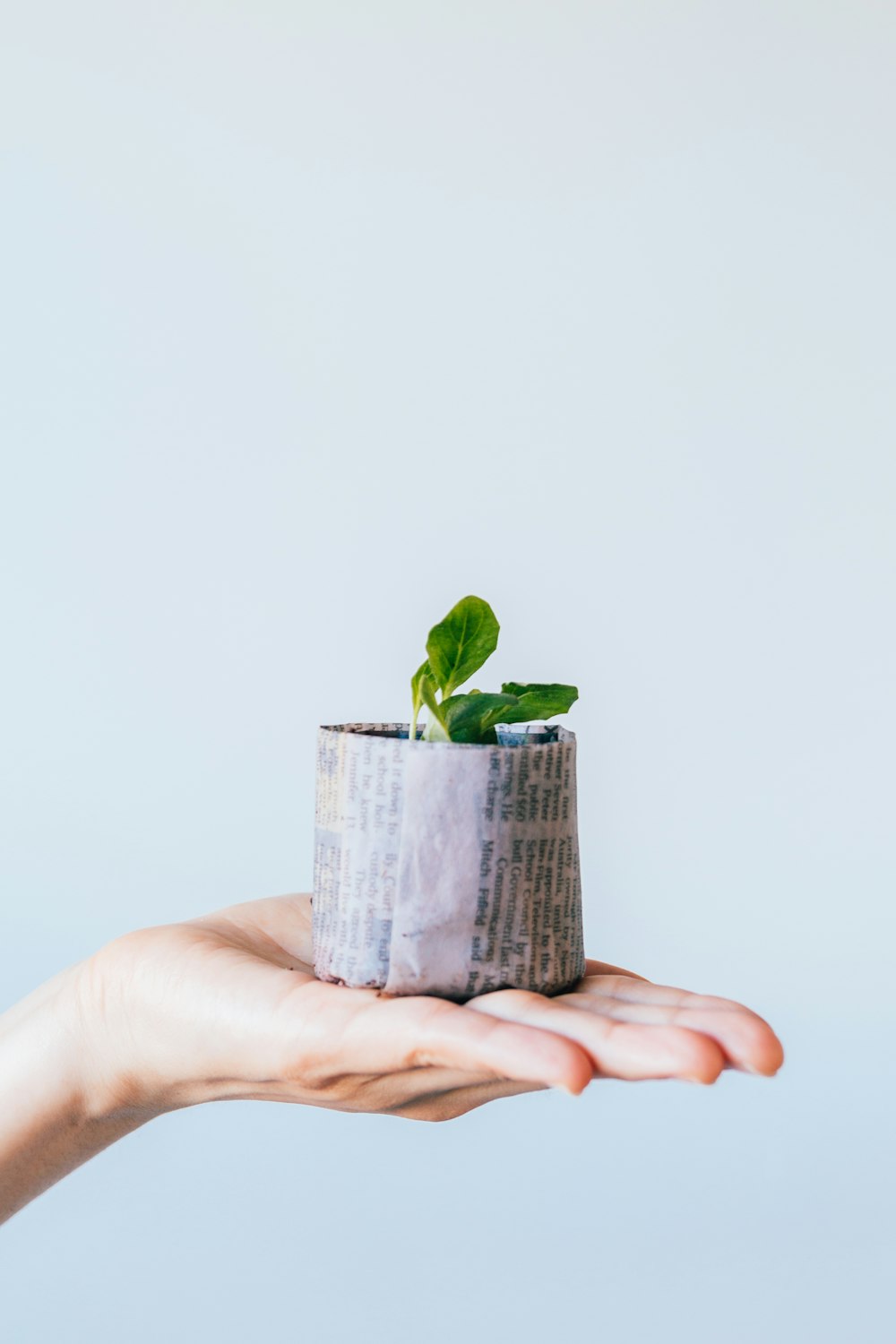 green leafed plant on newspaper pot