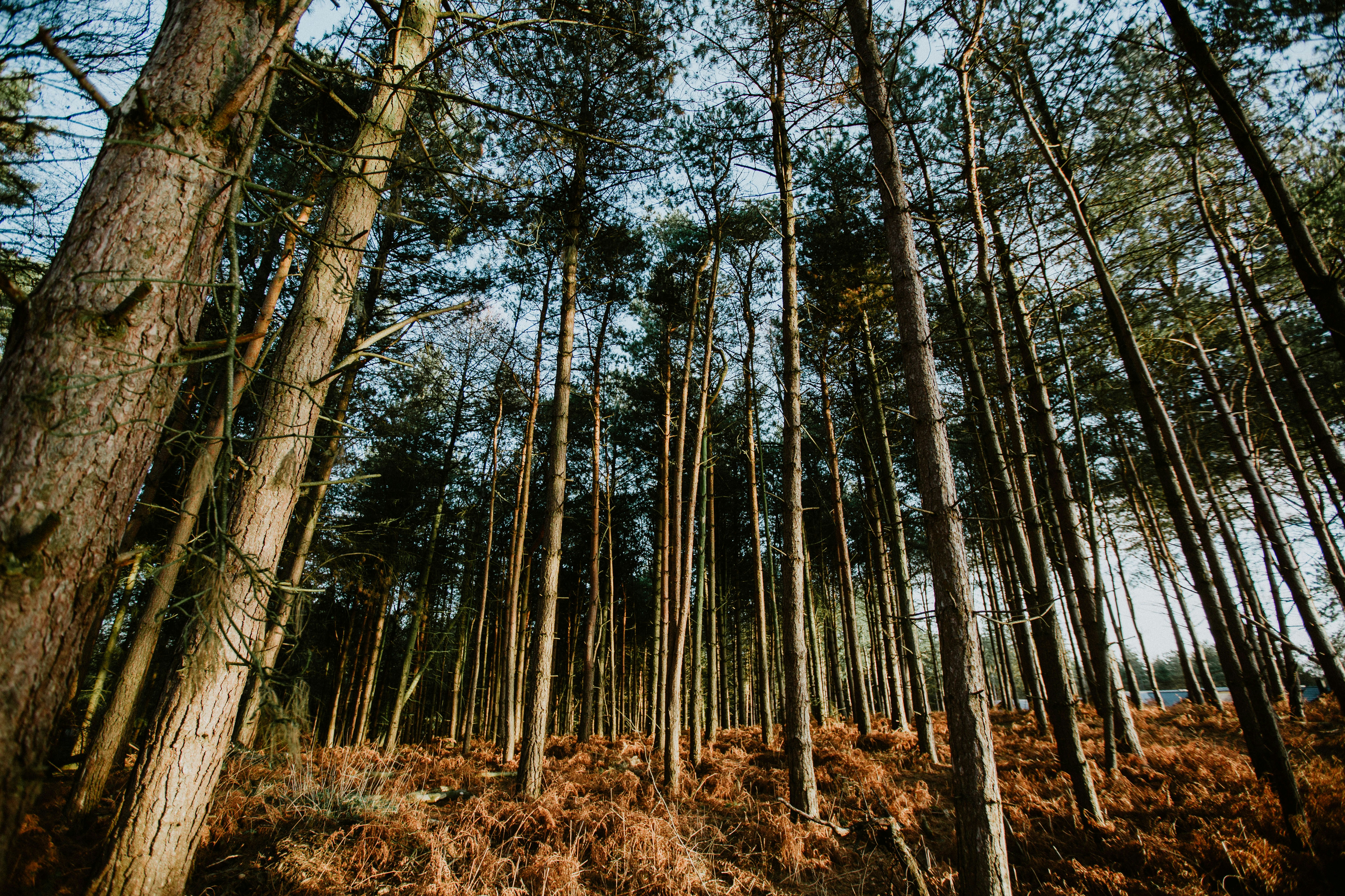 low angle photo of green tall trees