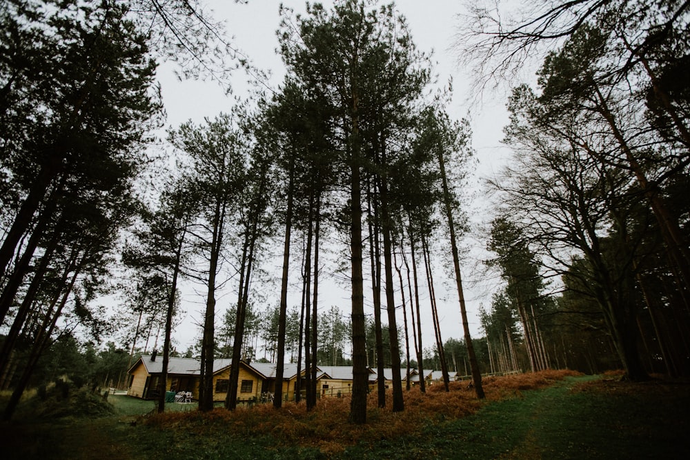 alberi verdi davanti alla casa