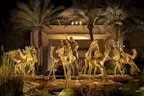 women riding on camel during nighttime