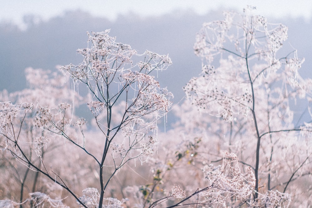 white cluster petaled flower field