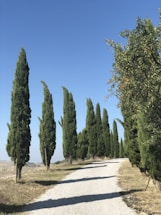 A pathway bordered by tall, slender cypress trees under a clear blue sky. The path is composed of light gravel, winding gently to the right, with lush greenery accompanying the trees on both sides.