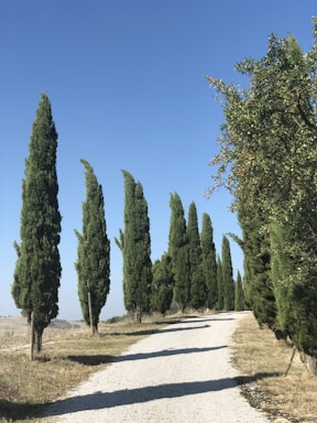 A pathway bordered by tall, slender cypress trees under a clear blue sky. The path is composed of light gravel, winding gently to the right, with lush greenery accompanying the trees on both sides.