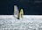 Two windsurfers glide across a sparkling body of water. Their sails catch the light, with one having a dark frame and the other a vibrant yellow color. The water reflects sunlight, creating a shimmering effect, while a shadowy, tree-covered shoreline is visible in the background.