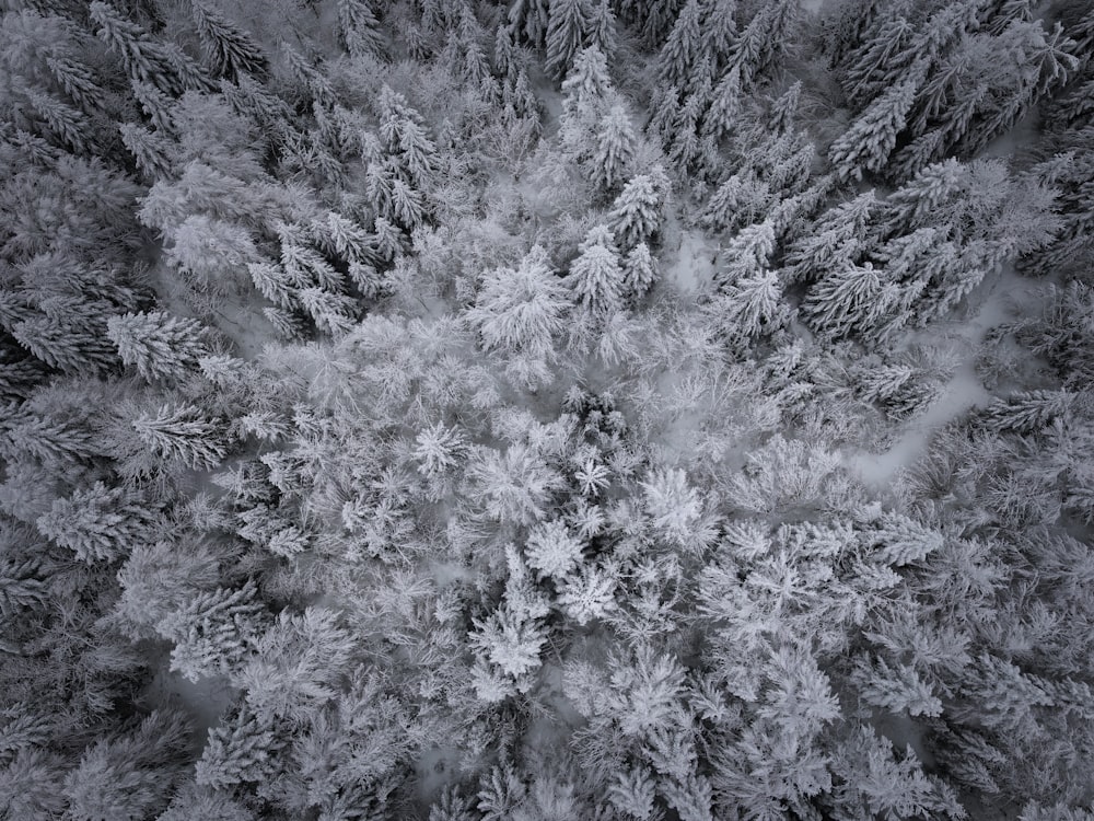 Veduta aerea dei pini innevati