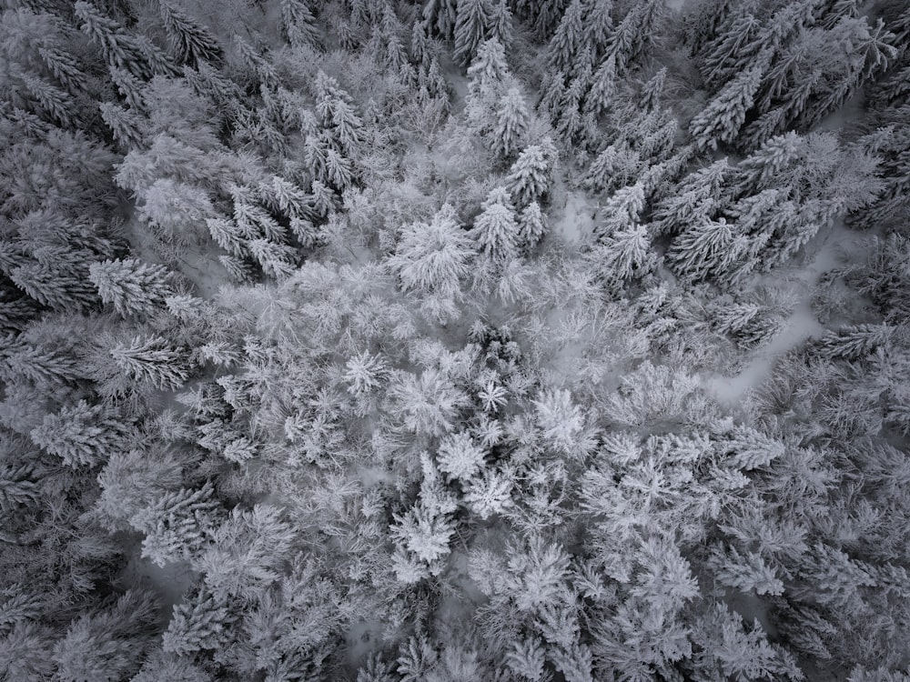 aerial view of snow covered pine trees