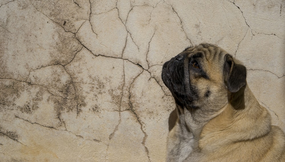 fawn pug across cracked walls