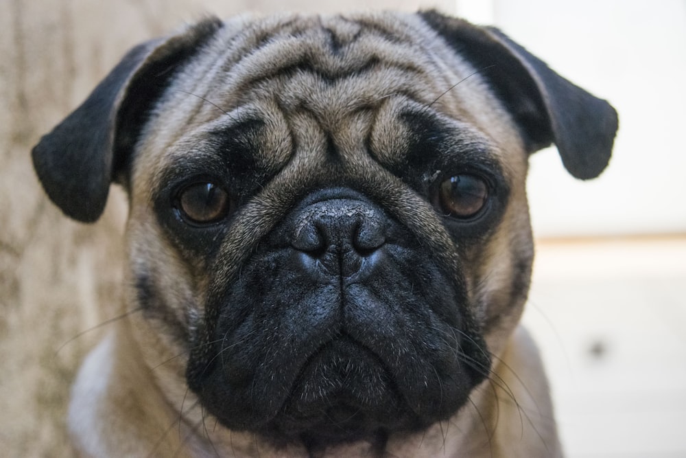 close-up photo of fawn Pug