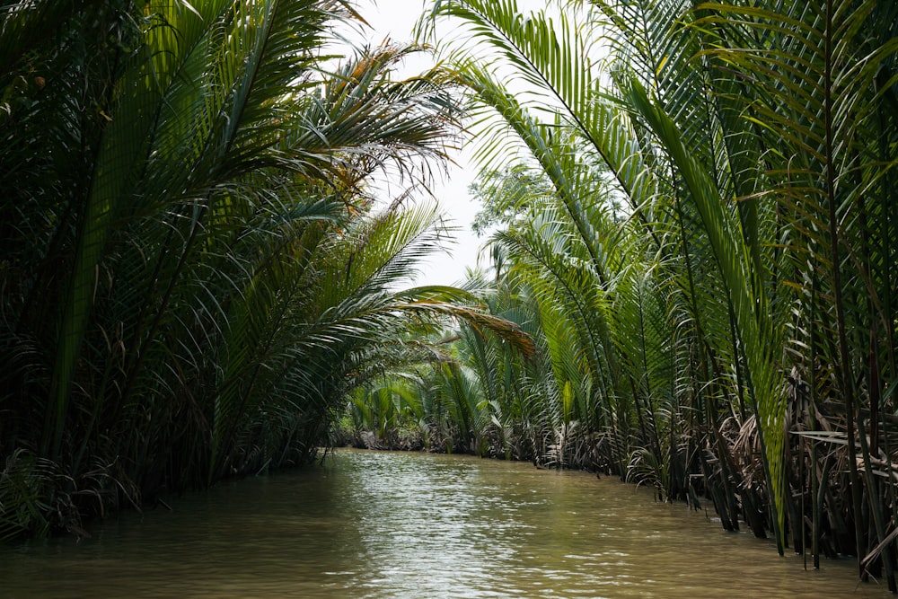 rio cercado por palmeiras