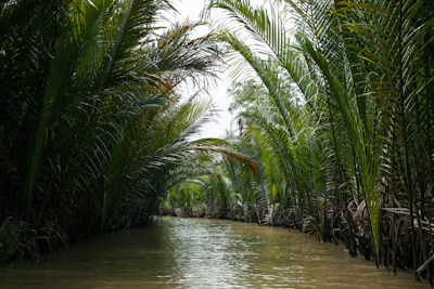 Mekong Delta, Vietnam — serene river channel with palm trees restored