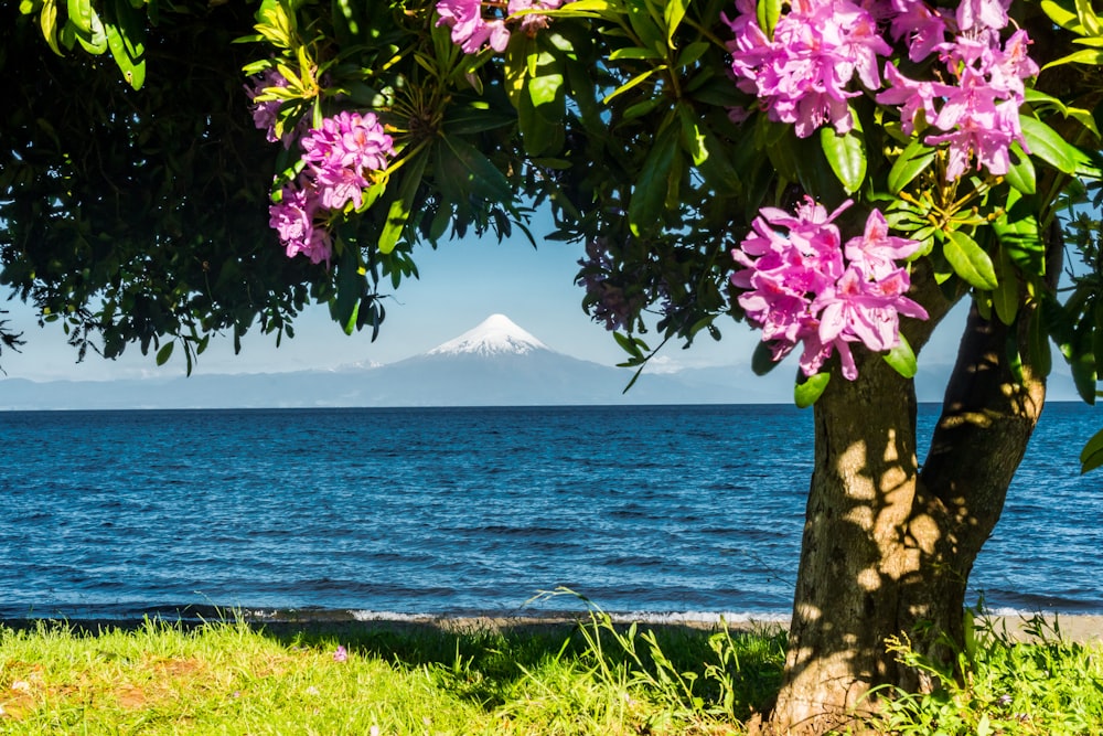 pink flowers across body of water