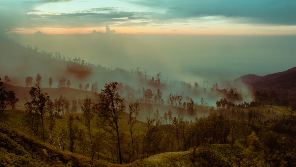 nieblas que cubren árboles en un paisaje montañoso ondulado