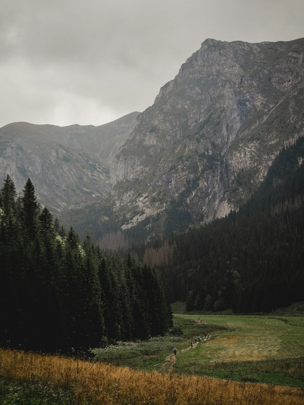 grass field near mountain