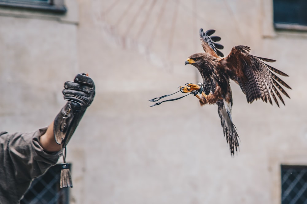 brown eagle about to landing on person's hand