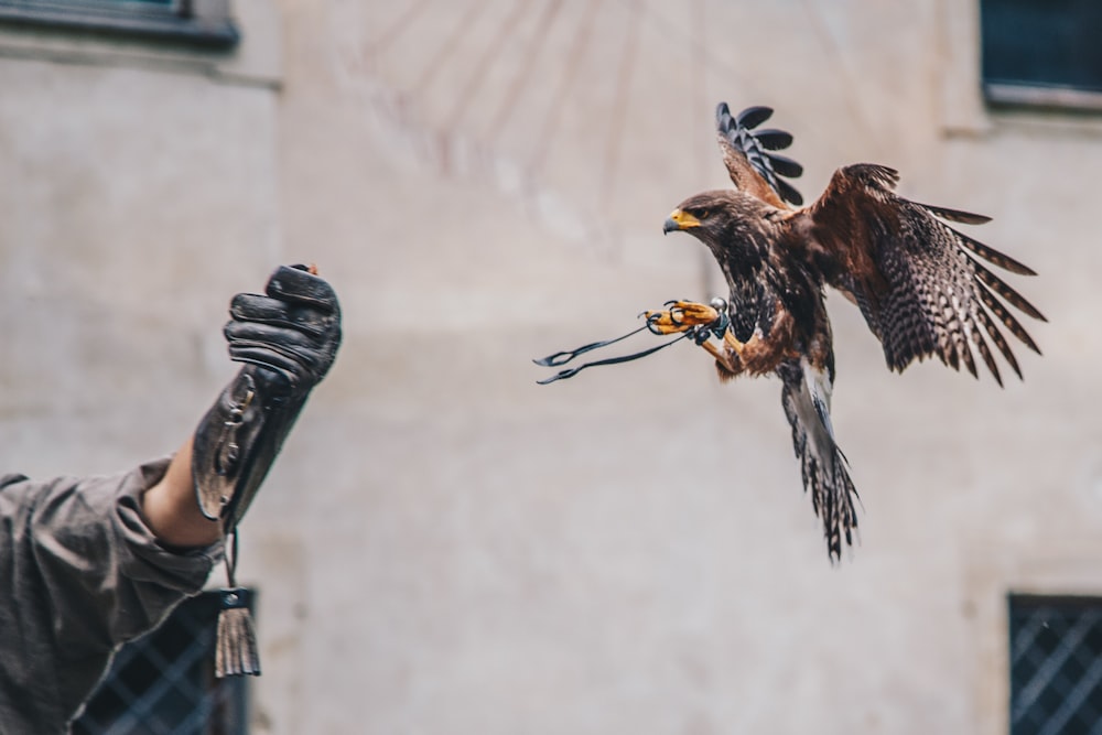 águila marrón a punto de aterrizar en la mano de la persona