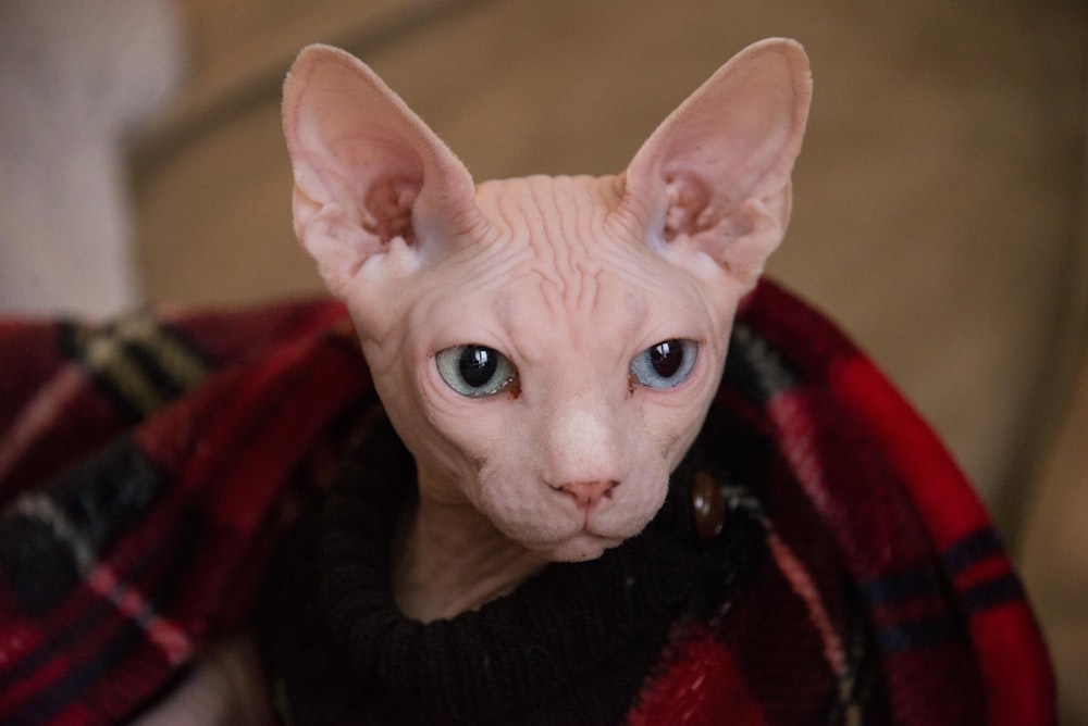 white sphinx covered by red textile