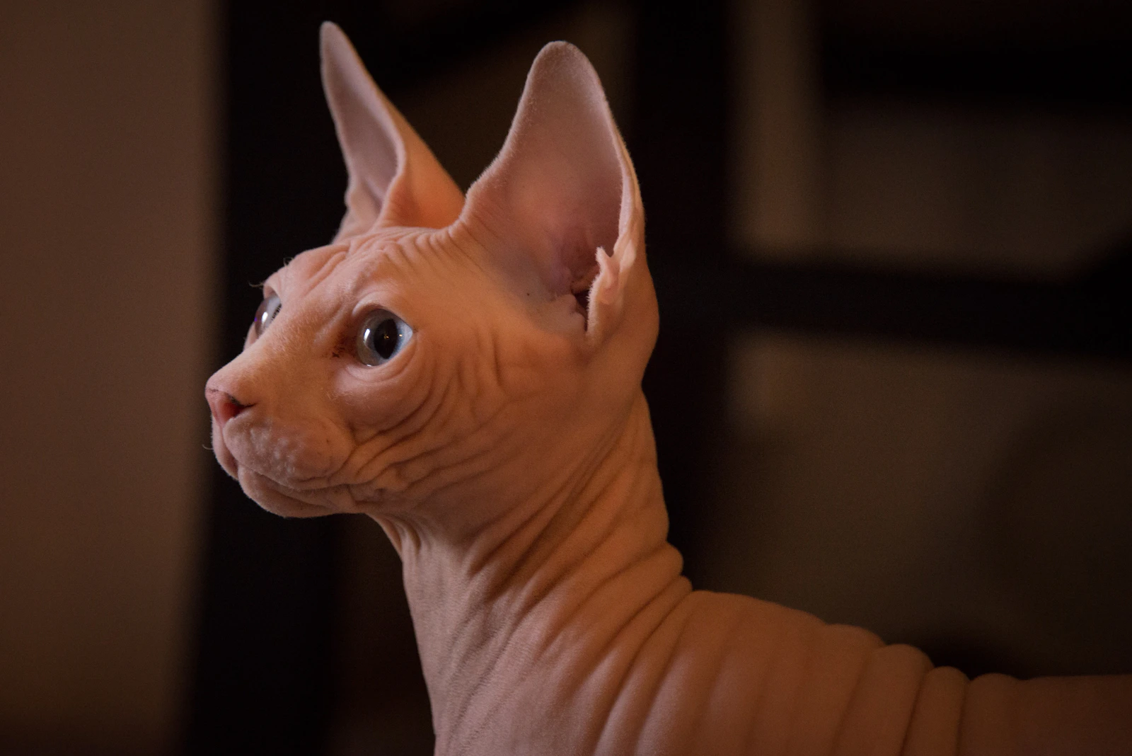 Sphynx cat portrait showing wrinkled hairless skin and large ears, photo by Dan Wayman on Unsplash
